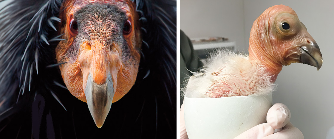 Image of an adult condor bird and image of it just hatching out of its egg