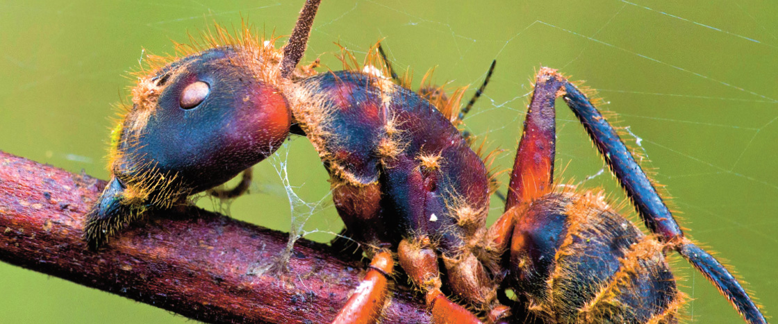 Image of an ant being controlled by a host parasite fungus